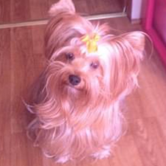 Exquisite Cute Royal Yorkie Dog Rhinestone Pendant Necklace - Picture 6 of 7